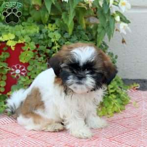 Rex, Shih Tzu Puppy