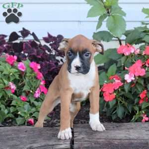 Rex, Boxer Puppy