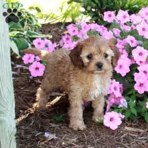 Rex, Cavapoo Puppy