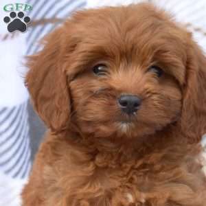 Rex, Cavapoo Puppy