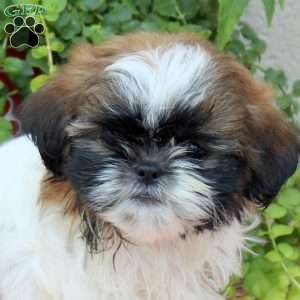 Rex, Shih Tzu Puppy