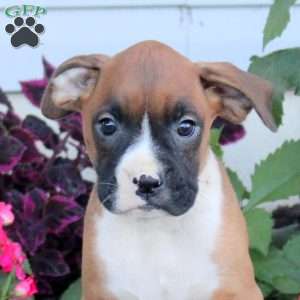 Rex, Boxer Puppy
