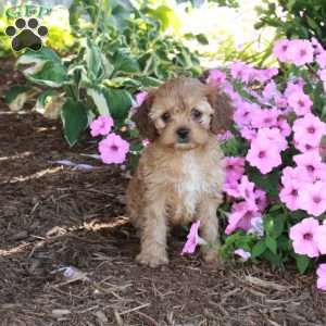 Rex, Cavapoo Puppy