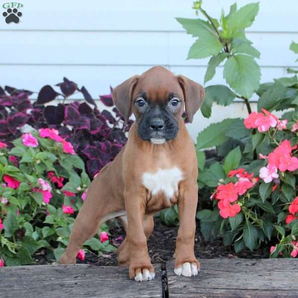 Rhea, Boxer Puppy