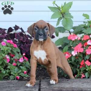 Rhea, Boxer Puppy