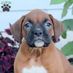 Rhea, Boxer Puppy