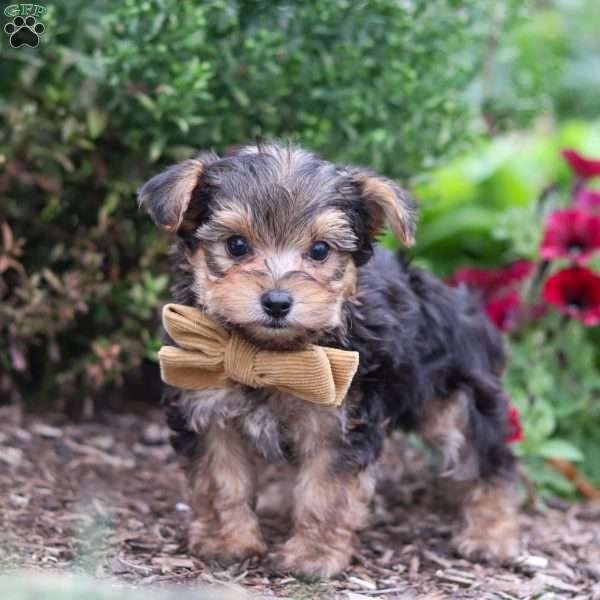 Rhett, Yorkie Poo Puppy
