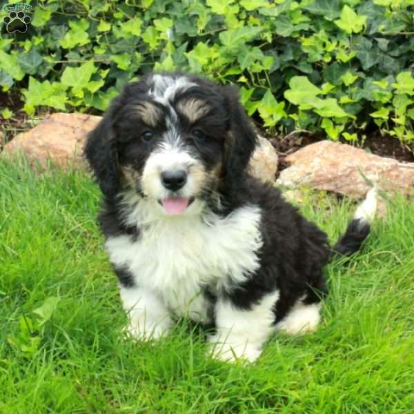 Rhiannon, Mini Bernedoodle Puppy