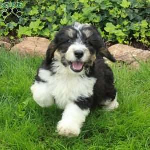 Rhiannon, Mini Bernedoodle Puppy