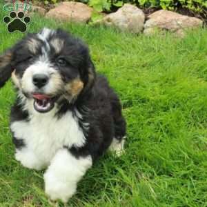 Rhiannon, Mini Bernedoodle Puppy