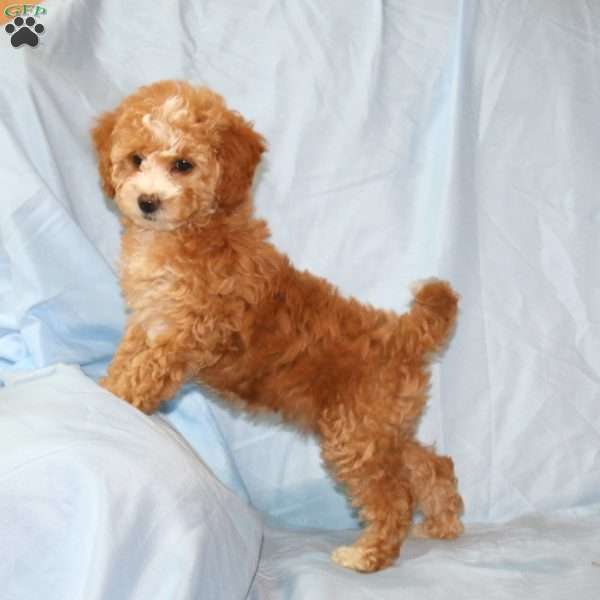 Rhonda, Cavapoo Puppy
