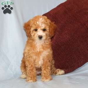 Rhonda, Cavapoo Puppy