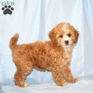 Rhonda, Cavapoo Puppy