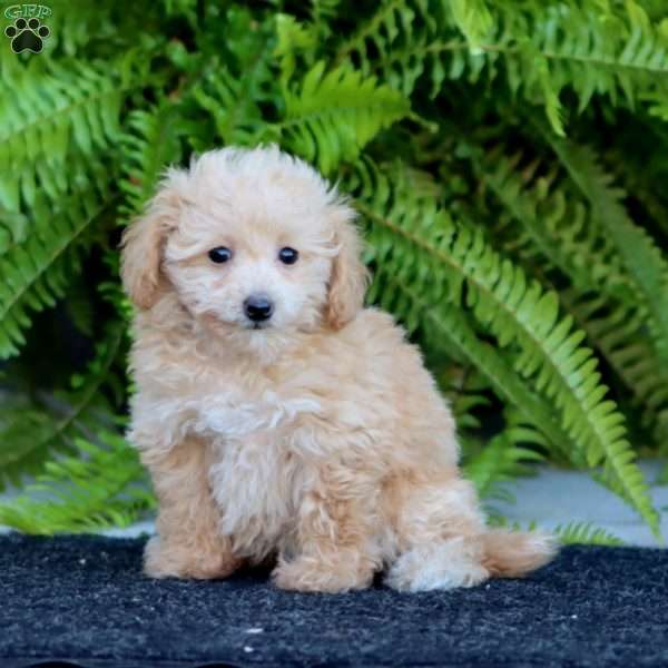 Rianna, Bich-Poo Puppy