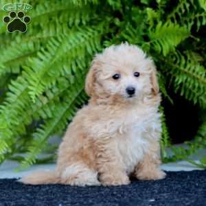 Rianna, Bich-Poo Puppy