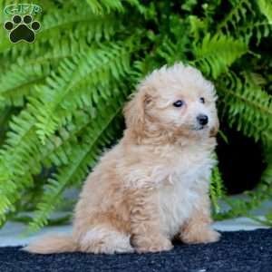 Rianna, Bich-Poo Puppy