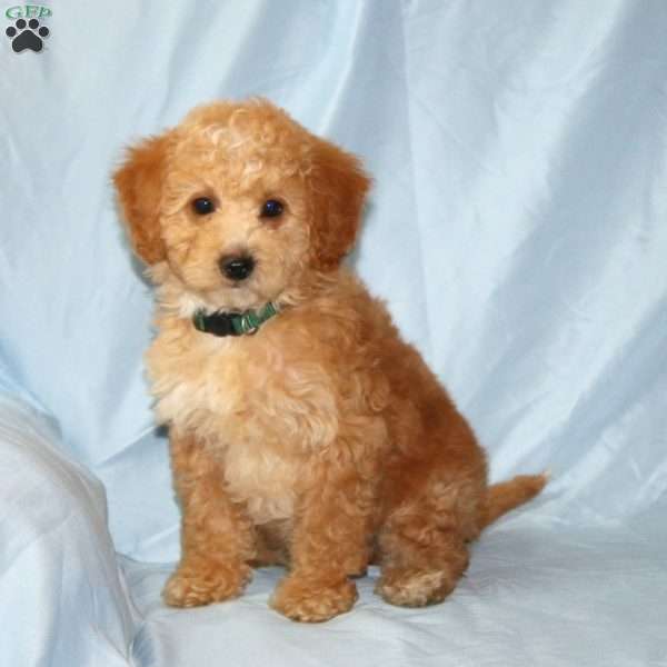Richy, Cavapoo Puppy