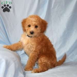 Richy, Cavapoo Puppy