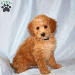 Richy, Cavapoo Puppy