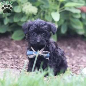 Ricky, Yorkie Poo Puppy