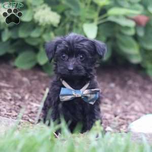 Ricky, Yorkie Poo Puppy