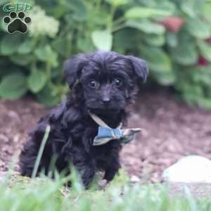 Ricky, Yorkie Poo Puppy