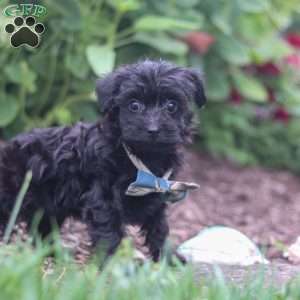 Ricky, Yorkie Poo Puppy