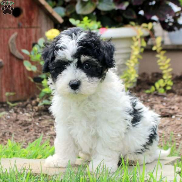 Ricky, Maltipoo Puppy