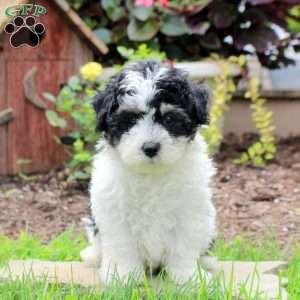 Ricky, Maltipoo Puppy
