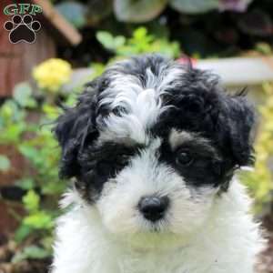Ricky, Maltipoo Puppy