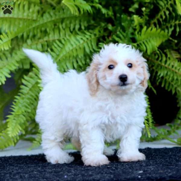 Ricky, Bich-Poo Puppy