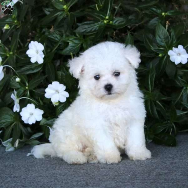 Ricky, Bichon Frise Puppy