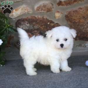 Ricky, Bichon Frise Puppy