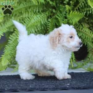 Ricky, Bich-Poo Puppy