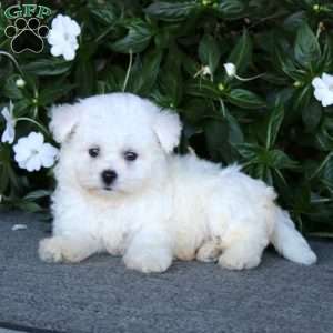 Ricky, Bichon Frise Puppy