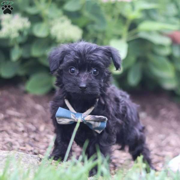 Ricky, Yorkie Poo Puppy