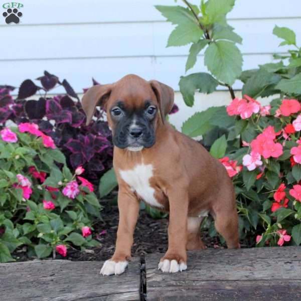 Riley, Boxer Puppy