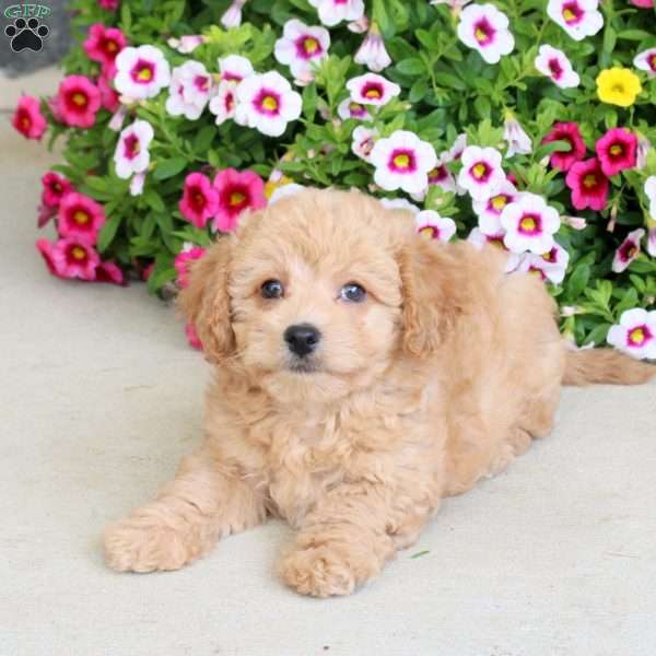 Riley, Bich-Poo Puppy