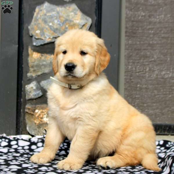 Riley, Golden Retriever Puppy