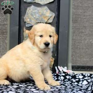 Riley, Golden Retriever Puppy