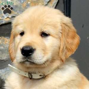 Riley, Golden Retriever Puppy