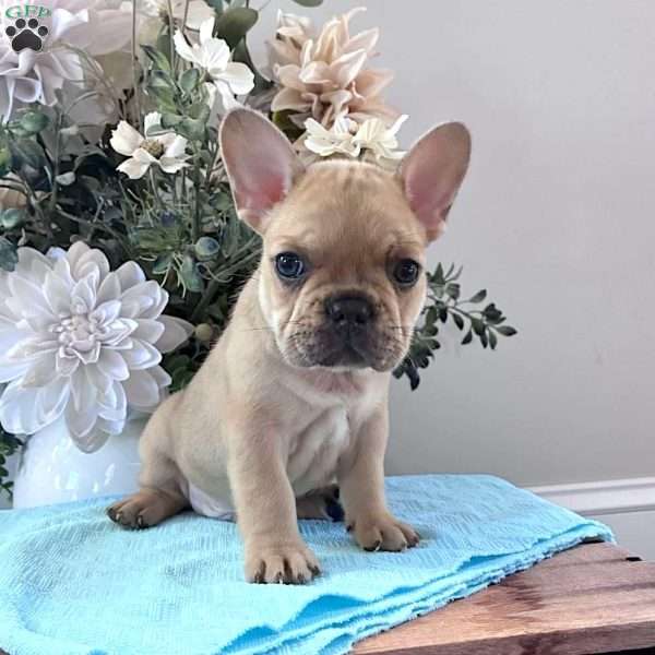 Riley, French Bulldog Puppy