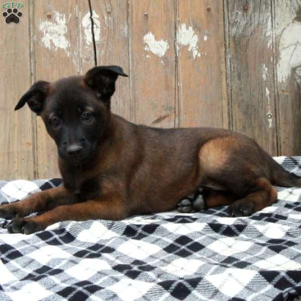 Ringo, Belgian Malinois Puppy