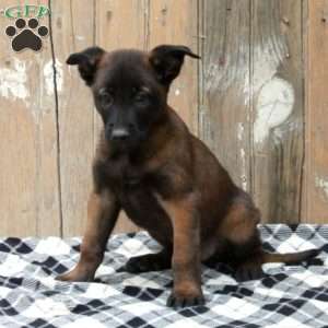 Ringo, Belgian Malinois Puppy