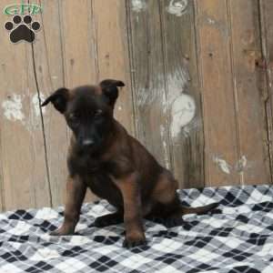 Ringo, Belgian Malinois Puppy