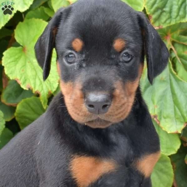 Rio, Doberman Pinscher Puppy