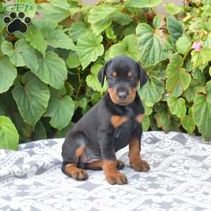 Rio, Doberman Pinscher Puppy