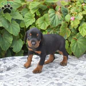 Rio, Doberman Pinscher Puppy