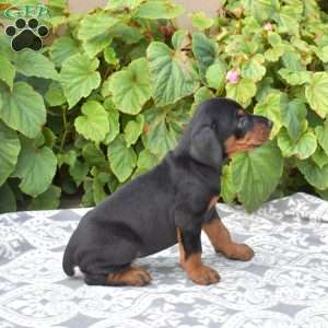 Rio, Doberman Pinscher Puppy
