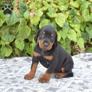 Rio, Doberman Pinscher Puppy